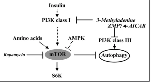 Figure  1.  mTOR-dependent  signaling  and  autophagy. 