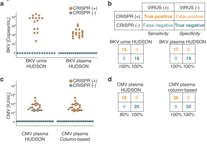 Figure 2 a b BKV plasma HUDSONBKV urineHUDSON CRISPR (+)CRISPR (-)BKV [Copies/mL]1021041061080 CMV [IU/mL] CMV plasma HUDSON CMV plasma Column-based CRISPR (+)CRISPR (-) CRISPR (+)CRISPR (-) VIRUS (+) VIRUS (-)True positiveFalse negative False positive Tru