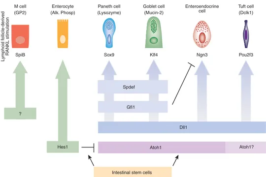 Figure 3 Genetic hierarchy controlling specification and differentiation of the different cell types constituting the intestinal epithelium