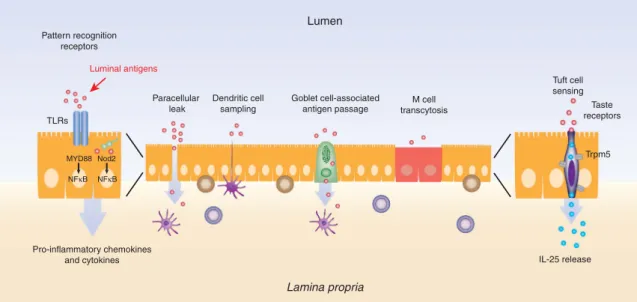 Figure 4 Multiple complementary pathways underlie the trans-epithelial communication of luminal clues to the lamina propria