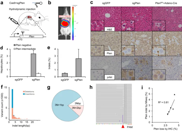 Figure 1. Hydrodynamic injection of CRISPR deletes Pten in a subset of hepatocytes in mice (a) pX330 plasmids expressing Cas9 and sgRNA targeting Pten (sgPten) were