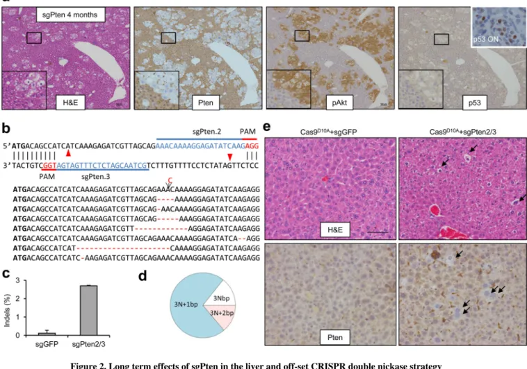 Figure 2. Long term effects of sgPten in the liver and off-set CRISPR double nickase strategy (a) IHC on serial sections from sgPten-treated mice at 4 months post injection