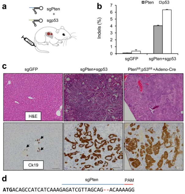 Figure 3. Multiplexed CRISPR targeting Pten and p53 induces tumor formation in murine liver (a) pX330 plasmids expressing sgPten and sgp53 were hydrodynamically injected into FVB mice