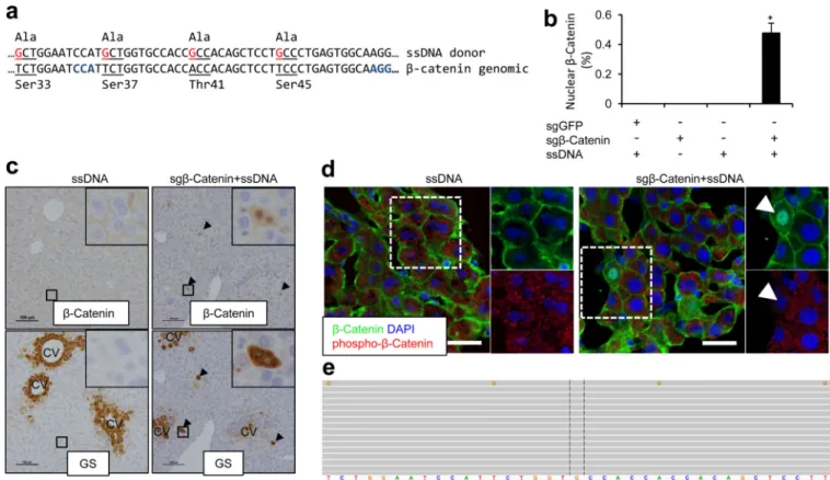 Figure 4. CRISPR introduces β-Catenin mutations in the liver