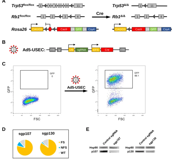 Figure 1: Strategy for in vivo CRISPR-mediated targeting of genes in mSCLC. 
