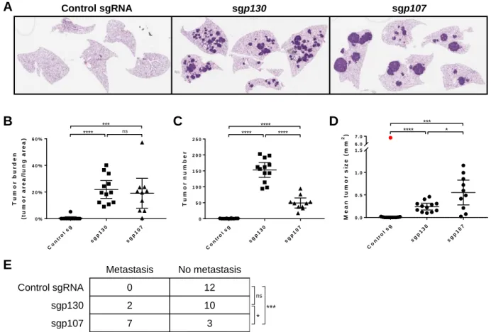 Figure 3: Differential effects of loss of p107 and p130 on tumor progression. 