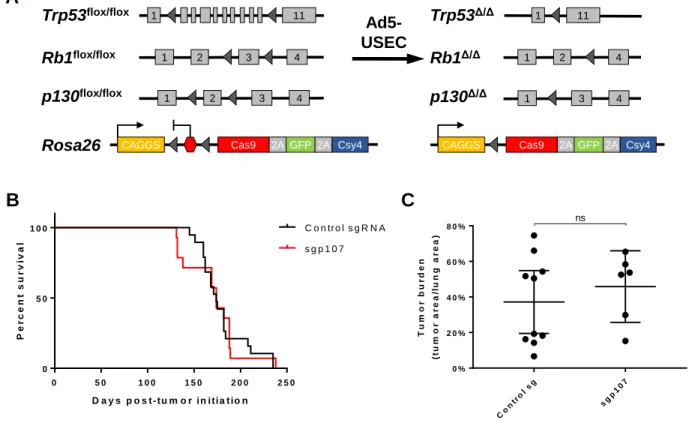 Figure 4: Loss of p107 in the Trp53/Rb1/p130-mutant background does not accelerate  tumor progression