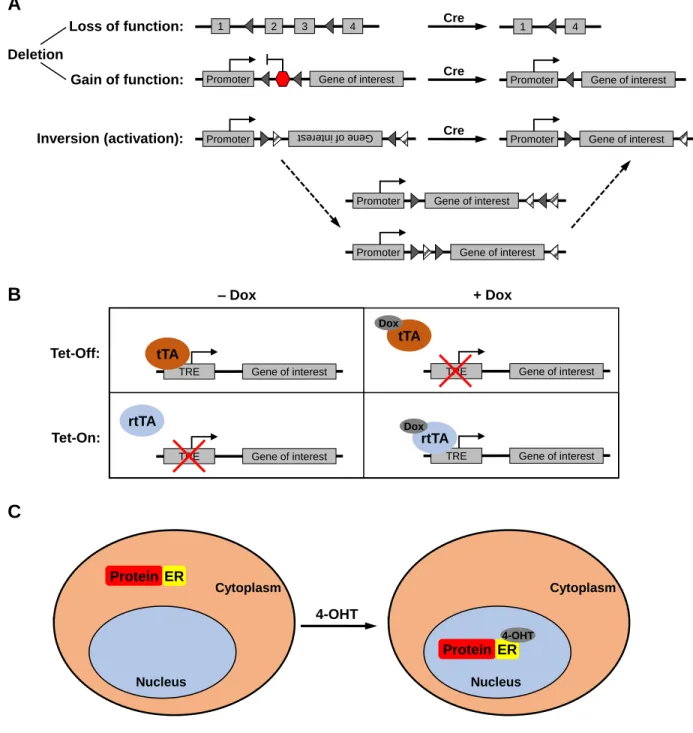 Figure 1: Genetic tools for spatial and temporal control of gene expression. 
