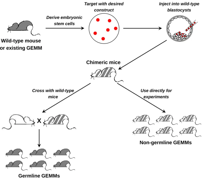 Figure 2: Generation of targeted genetic modifications in mice. 