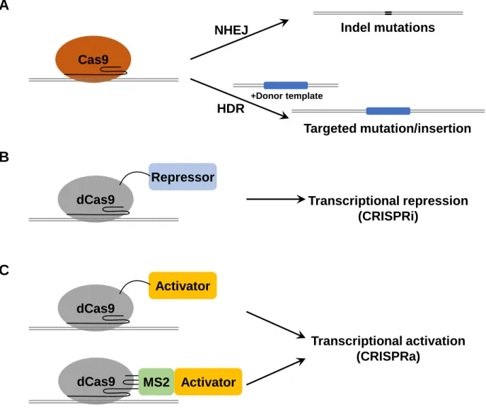 Figure 3: Use of CRISPR-Cas9 for genome editing and transcriptional regulation. 