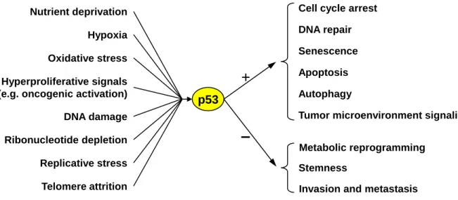 Figure 4: The p53 network. 