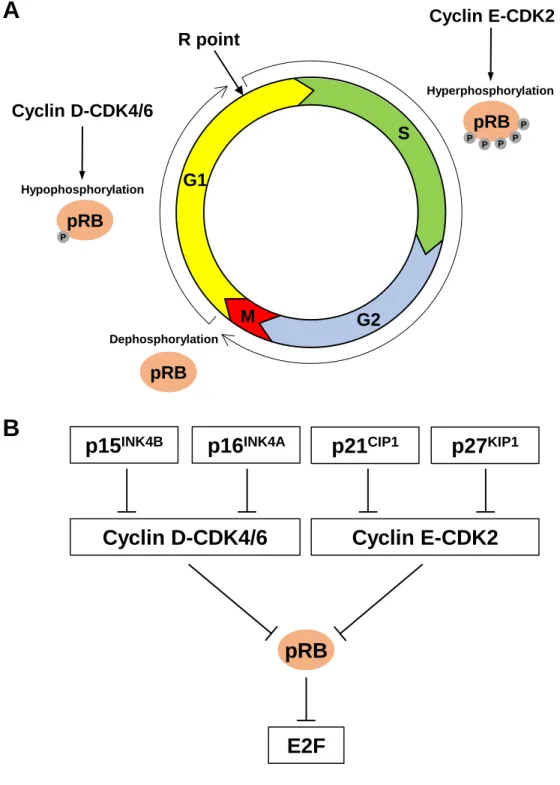 Figure 5: pRB and regulation of the cell cycle. 