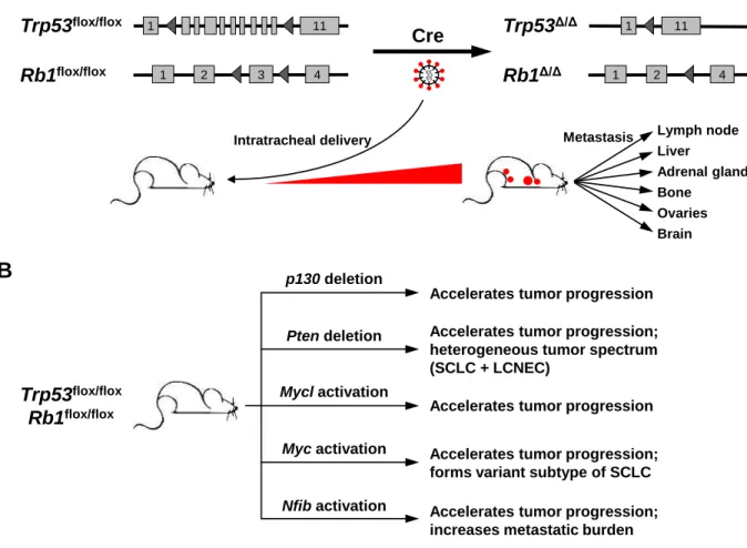 Figure 6: Mouse models of SCLC. 