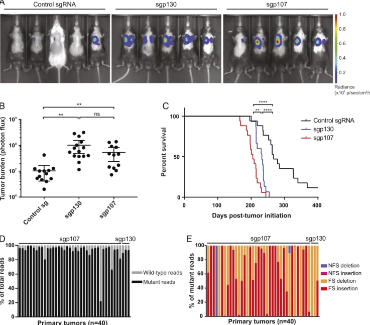Fig. 2. Loss of p107 accelerates tumor progression in SCLC. (A) Representative images from in vivo bioluminescence imaging of Trp53/Rb1/Cas9 animals infected with Ad5-USEC harboring the indicated sgRNAs