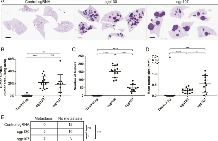 Fig. 3. Distinct consequences of loss of p107 and p130 on SCLC tumor progression. (A) Representative H&amp;E-stained lung sections from Trp53/Rb1/Cas9 an- an-imals infected with Ad5-USEC harboring the indicated sgRNAs