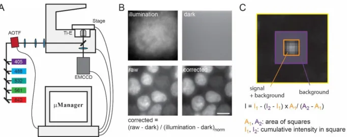 Fig. 2: Quantitative epi-fluorescence microscopy 