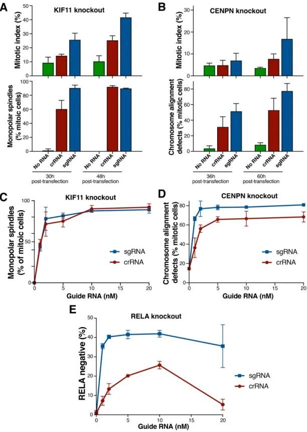 FIGURE 2:  Comparison of efficiency of crRNAs and sgRNAs for gene disruption. (A, B) Quantification of knockout  phenotype for cells transfected with 15 nM synthetic crRNA or sgRNA targeting KIF11 (A) or CENPN (B), imaged at the  indicated times posttransf