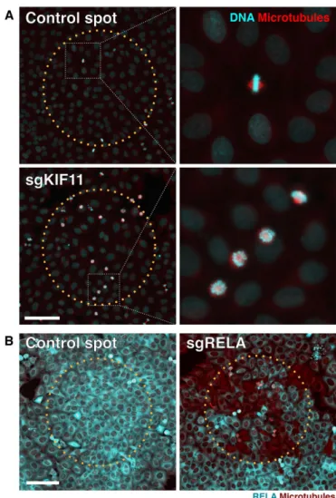FIGURE 3:  Reverse transfection allows efficient delivery of sgRNAs  for phenotypic analyses