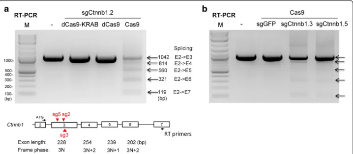 Fig. 3 Cas9 nuclease activity required for skipping of one or more exons. a RT-PCR analysis of Ctnnb1 mRNA in KP cells transduced with lentiviruses that encode sgCtnnb1.2 and nuclease-defective Cas9 (dCas9), dCas9-KRAB fusion, or WT Cas9