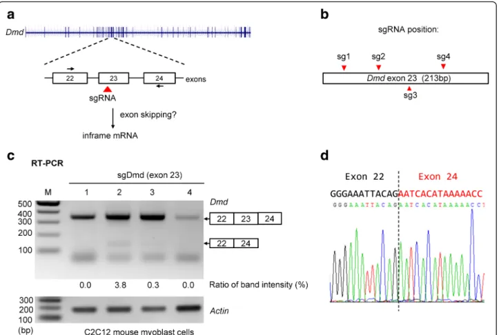 Fig. 4 An sgRNA targeting exon 23 of Dmd can partially restore in-frame dystrophin mRNA