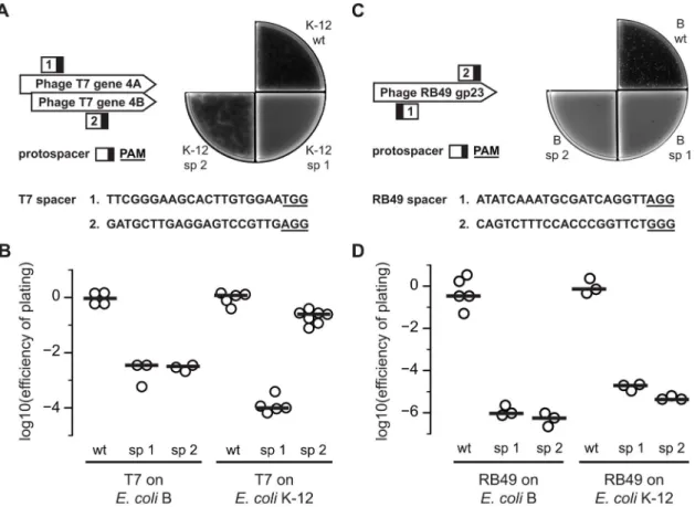 Figure 3. Cas9 reduces E. coli susceptibility to phages T7 and RB49. (A) Spacers against T7 were targeted against the primase/helicase gene (gene 4A and 4B)