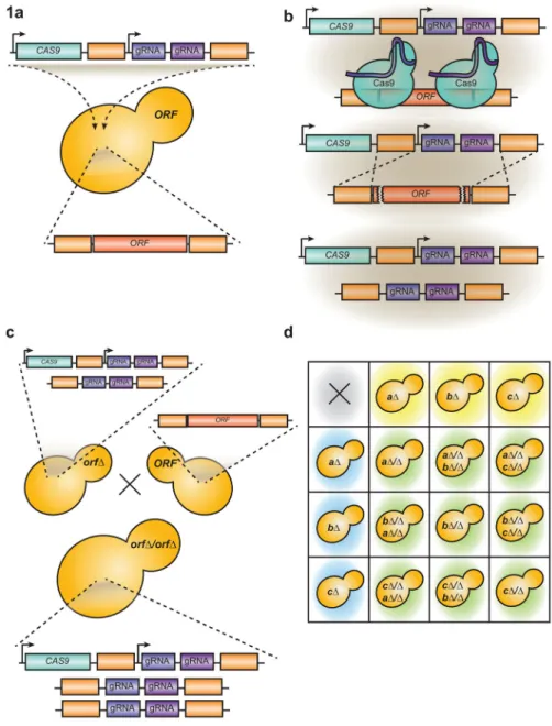 Figure 1. A synthetic Cas9 gene drive system for targeted homozygous deletion in C. albicans (a) The gene drive system can be used to target any gene in the C