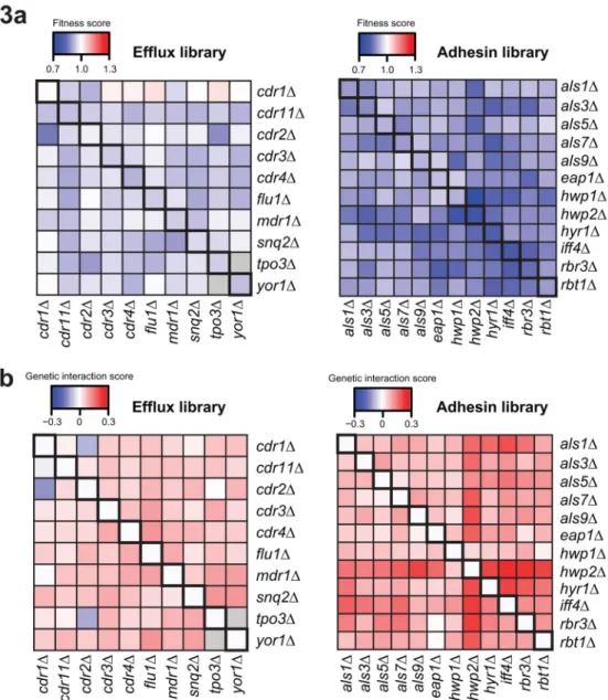 Figure 3. Fitness and genetic interaction analysis of two double-gene deletion virulence libraries (a) Heatmaps depicting average fitness of single- and double-gene deletions for the efflux  and adhesin deletion libraries