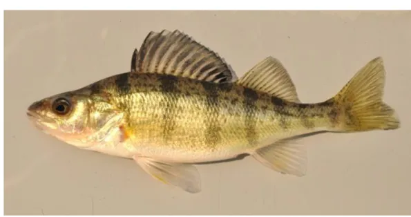 Figure 1: Adult yellow perch (Perca flavescens). 