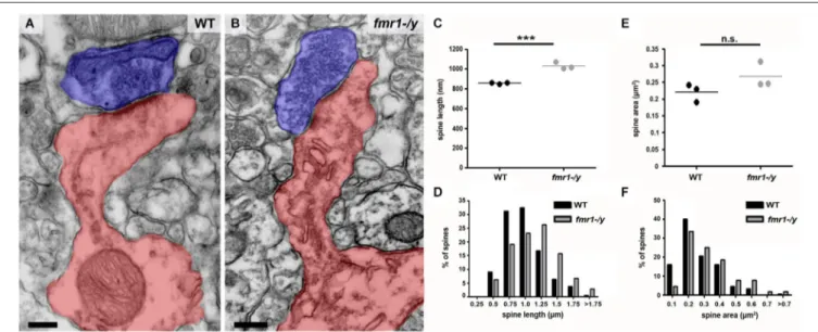 FIGURE 6 | Higher incidence of elongated spines in the accumbens of fmr1-/y mice. (A) Electron micrograph of a typical “mushroom” spine from the accumbens of a wild-type mouse