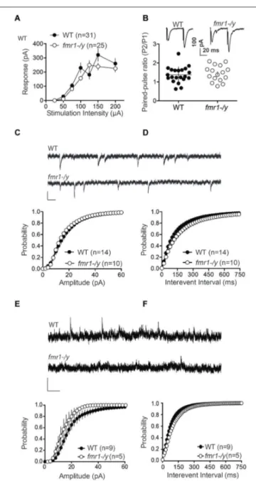 FIGURE 4 | Glutamatergic transmission parameters in the nucleus accumbens of wild-type and fmr-/y mice