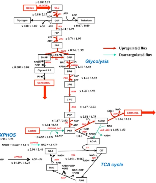 Figure 8. Theroretical fluxes in the metabolic network with 0.5/60 m M external glucose in the presence of G6P/F1,6BP modulation