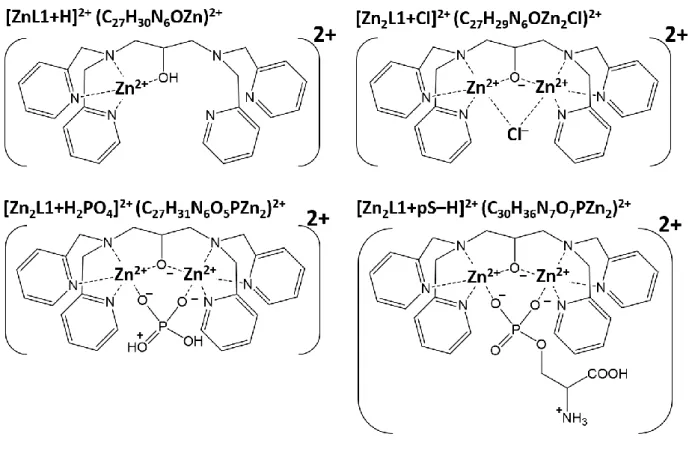 Figure 1b shows the relationship between the signal intensity ratio of (Zn 2 L1) 3+  with and without pS,  and the total pS concentration between 0.5 and 40 μM