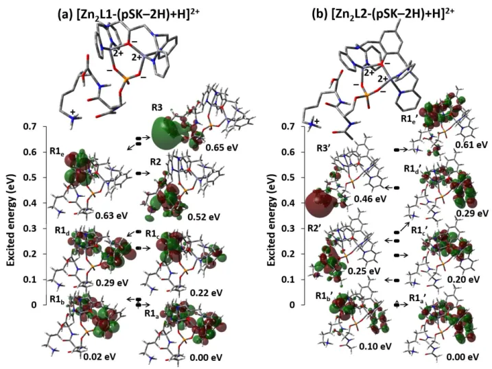 Figure  6.  Optimized  conformations  and  electronic  state  diagrams  for  vertical  electron  attachment of the doubly charged complexes (a) [Zn 2 L1 + Ac-pSK − H] 2+  and (b) [Zn 2 L2 +  Ac-pSK − H] 2+ 