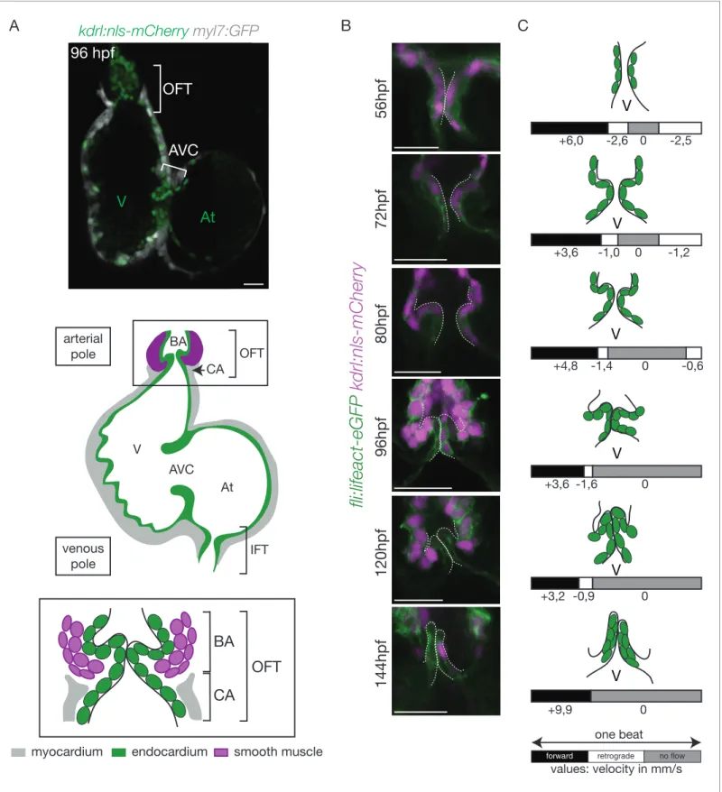 Figure 1. The OFT develops from 56 hpf to form functional valves at 144 hpf. (A) Top: Z-section of the double transgenic line Tg(kdrl:nls-mCherry;