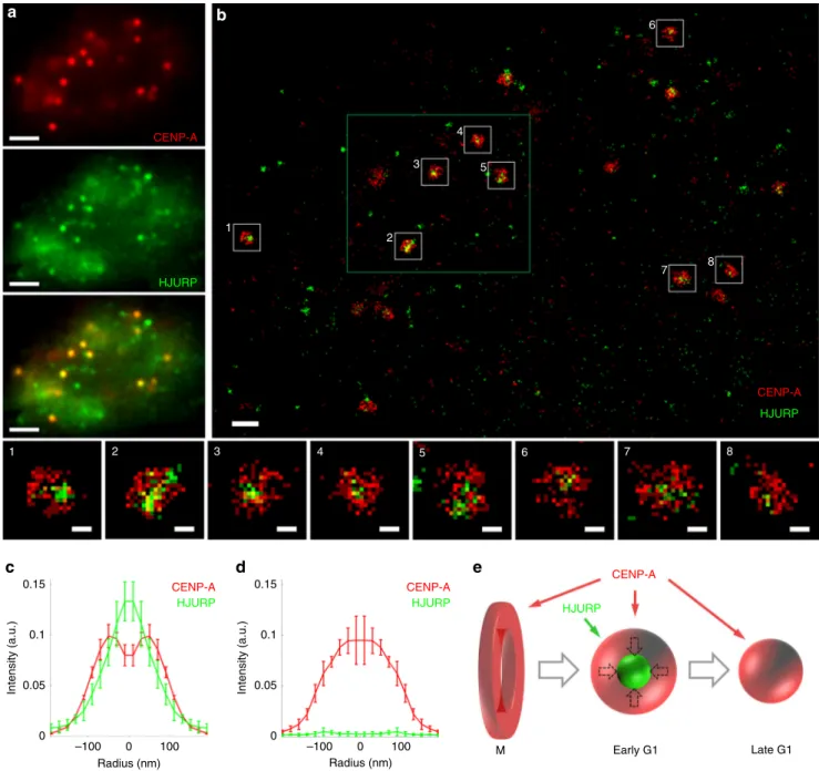 Fig. 4 SMLM imaging of CENP-A with its chaperone HJURP (U2OS cells). a Wide- ﬁ eld images of CENP-A and HJURP show their overall co-localization at centromeres