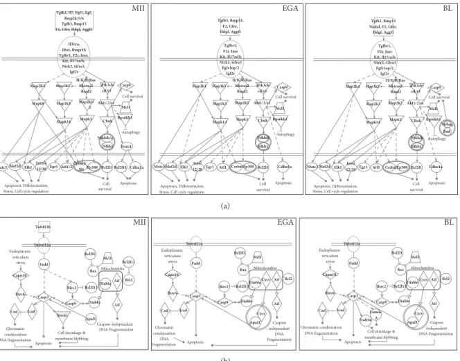 Figure 4: Survival (a) and apoptotic pathways (b) during mouse early embryonic development