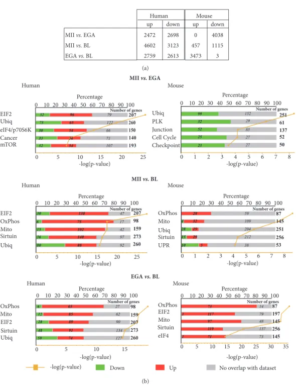 Figure 1: Number of genes that are differentially expressed during early human and mouse embryo development (a) and the top five canonical pathways associated with each stage in both species (b)