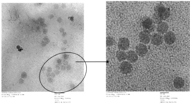 Figure 3.  Set 3 - TEM  pictures of sample  1. The  nanoparticles are roughly spherical  and of diameter  20-30 nm,  thus consistent with the  nominal size of 22  nm  stated  by Grace.