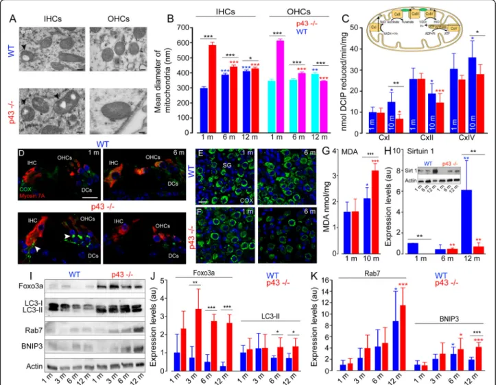 Fig. 5 Increase of mitochondrial size and dysfunction, oxidative stress and impaired SIRT1 expression and autophagic activities