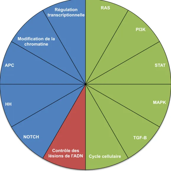 Figure 3 : Voies biologiques impliquées dans la cancérogenèse selon Vogelstein et al  24 