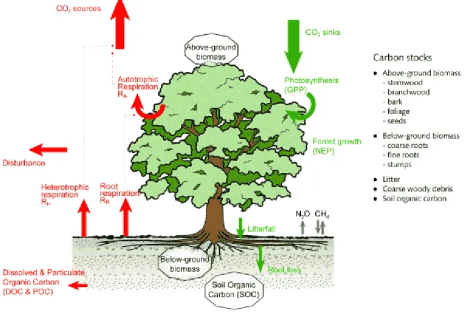 Figure 3: Forest carbon fluxes (Forest Research, 2016) 