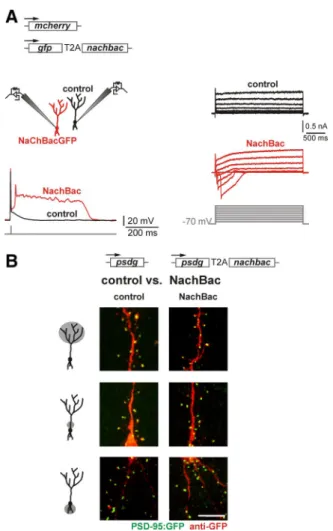 Figure 4. Genetically increased excitability does not change glutamatergic input synapse development