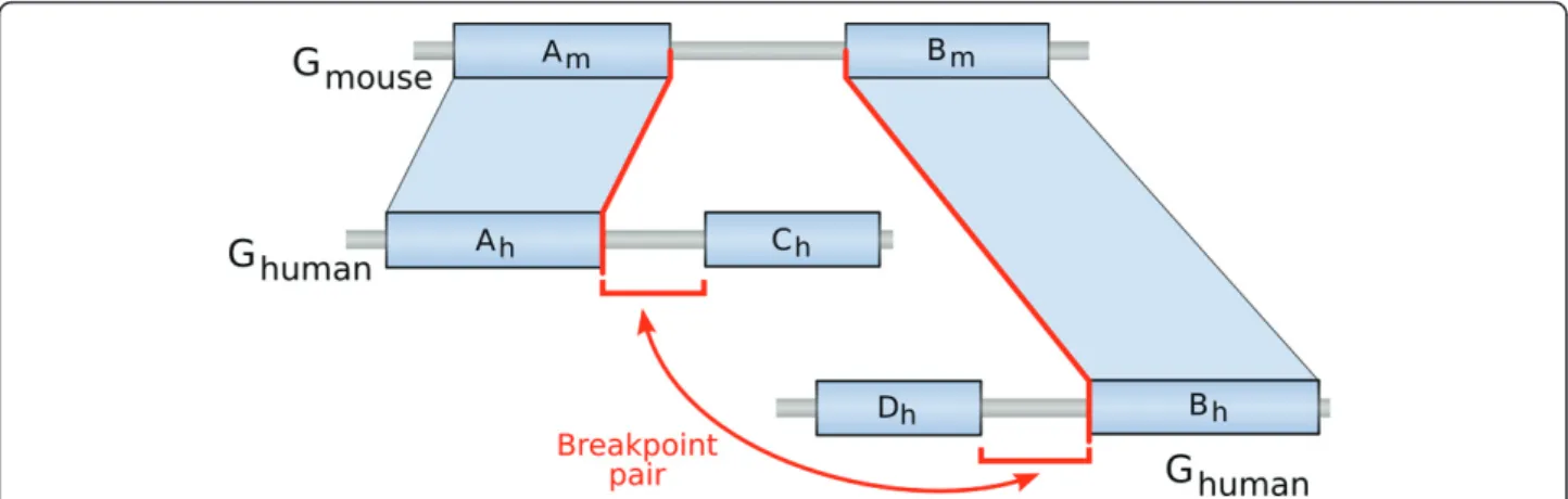 Figure 1 Grouping breakpoints by pairs. Schematic representation of a breakpoint pair