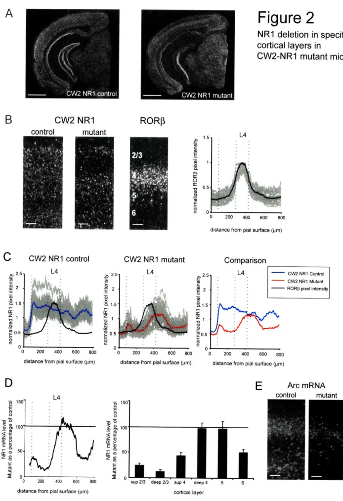 Figure 2 NR1  deletion  in specific cortical  layers  in CW2-NR1  mutant  mice 0W  0R oto RORP IA 0  200  400  600  8001.5C0'a 0.5N0