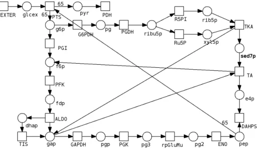Fig. 1. Petri net model of one of the elementary flux modes of the central carbon metabolism model of E