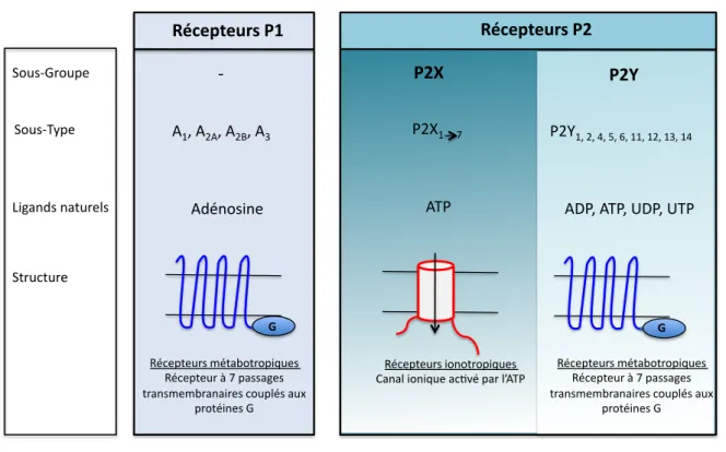 Figure 2: Classification des récepteurs purinergiques   1.1 LES RECEPTEURS P2Y 