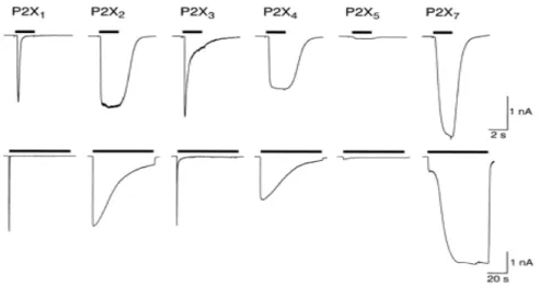 Figure 5 : Désensibilisation des récepteurs P2X.  
