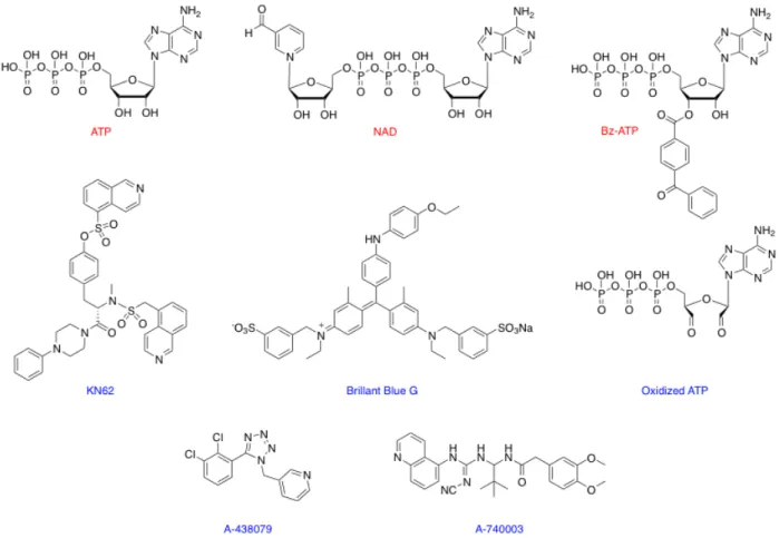 Figure 9: Principaux agonistes et antagonistes du récepteur P2X7.  Modifié de (51)  En rouge, les agonistes de P2X7R et en bleu les antagonistes