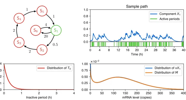 Figure 3.6 – Example of refractory promoter leading to a bimodal mRNA distribution.