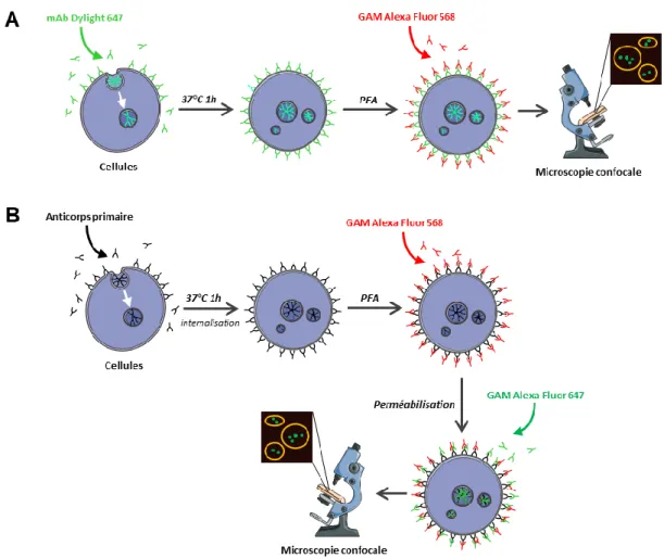 Figure 27 – Protocole expérimental d’internalisation d’ADAM10 pour analyse en microscopie confocale  Les cellules sont incubées soit avec un anticorps fluorescent (A), soit avec un anticorps non fluorescent (B) qui  est par la suite révélé par un anticorps